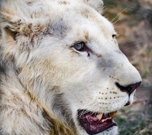 Close-up of a White Lion 