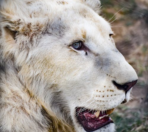 White Lion