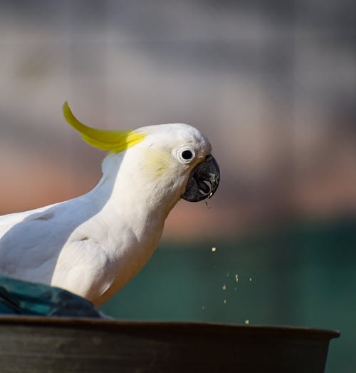 Close-up of an Eating Eleonora Cockatoo 