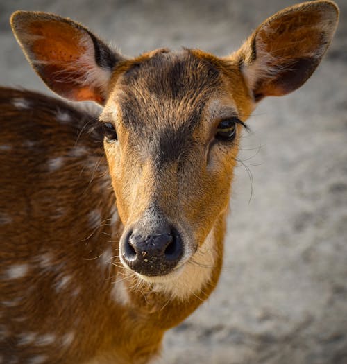 Close-up of a Deer Standing in Sunlight 
