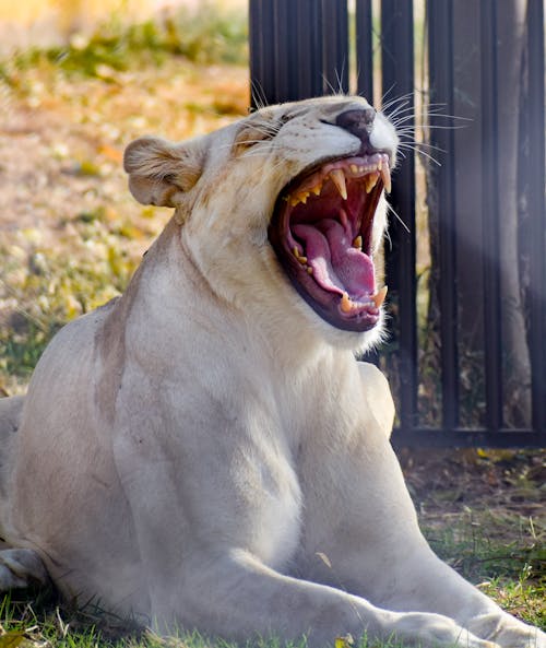 Lioness Lying Down and Roaring