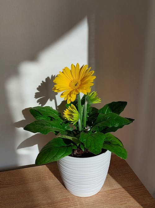 Free Daisy In a Flowerpot Stock Photo