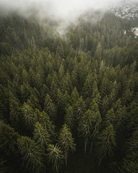 A breathtaking aerial shot of a dense evergreen forest under a cloudy sky, showcasing natural beauty.
