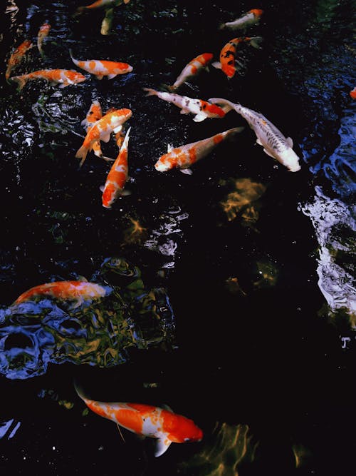 Photo of Koi Fish Swimming in a Pond 