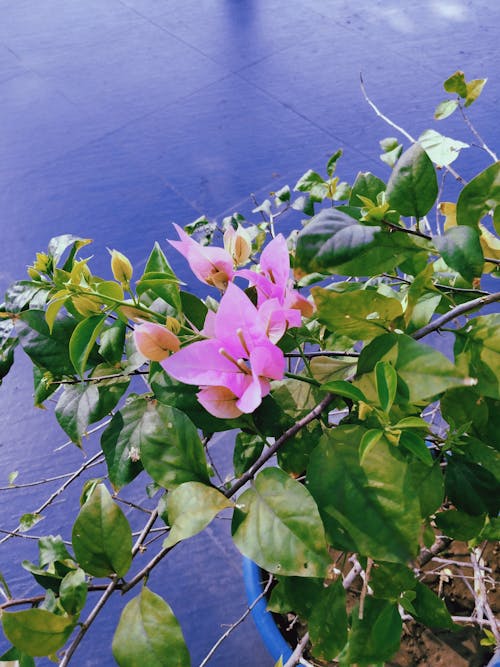 Darmowe zdjęcie z galerii z bougainvillea glabra, kwiat, liść rośliny