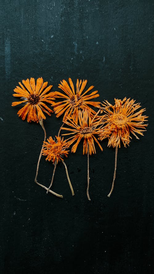 Fotos de stock gratuitas de amarillo, flores, fondo gris