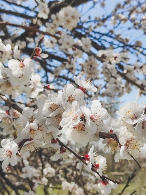 ağaç, bahar, beyaz içeren Ücretsiz stok fotoğraf