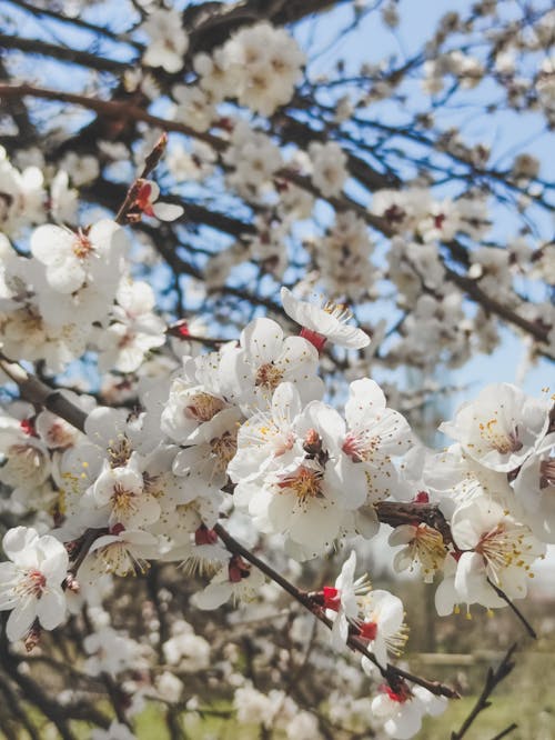 Free White Cherry Blossoms on Tree Stock Photo