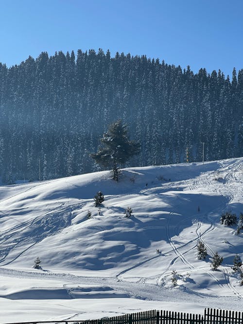 A snowy hillside with trees and snow covered ground