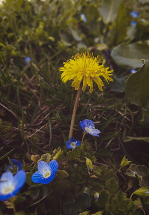 A yellow flower with blue flowers in the grass