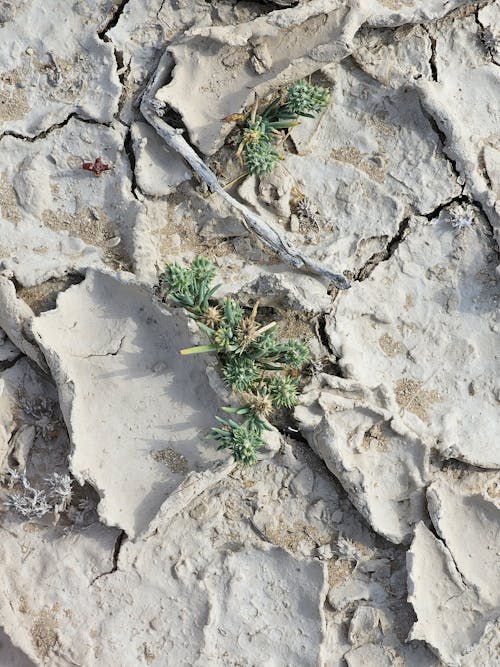 Immagine gratuita di campo, secco, siccità