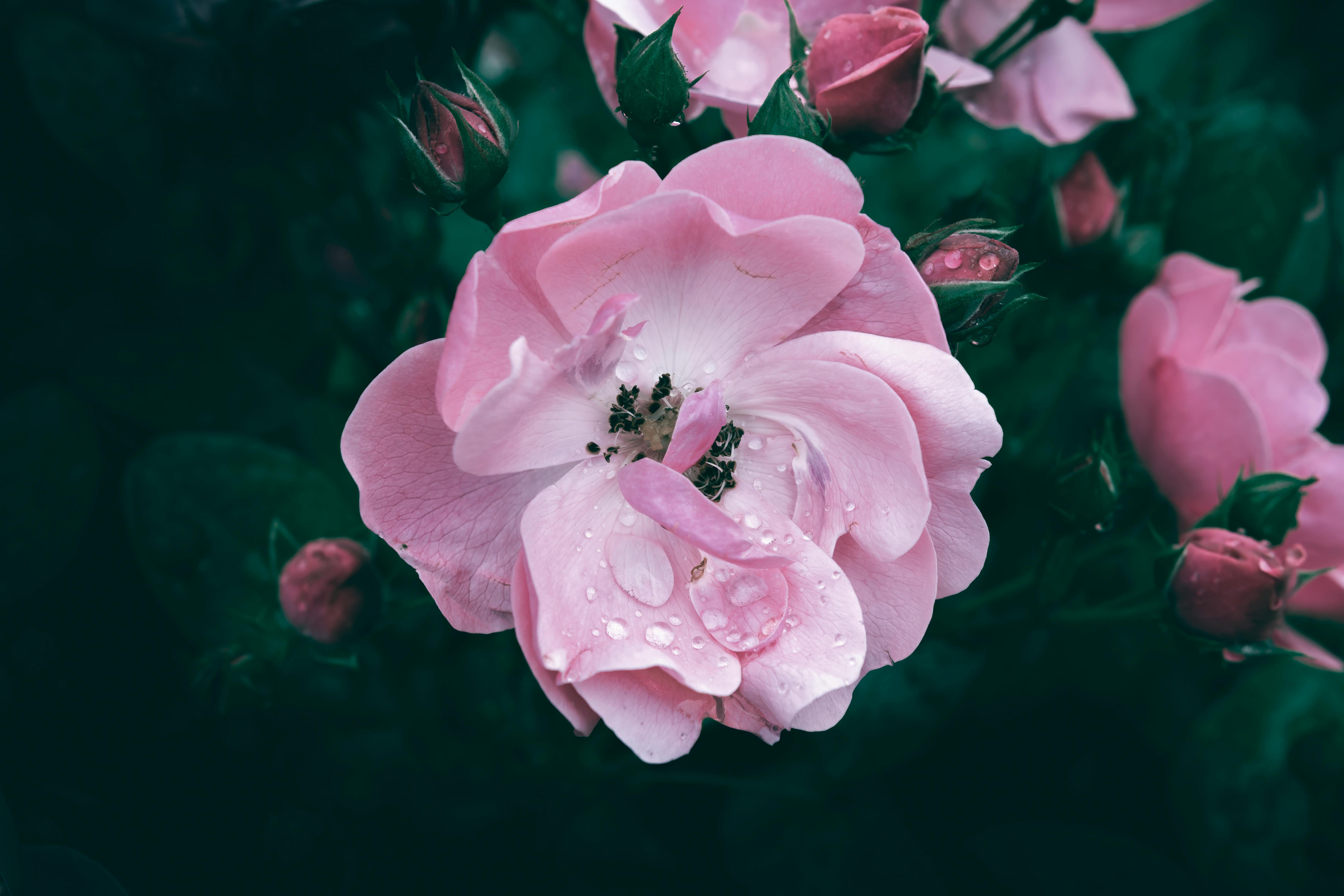 Detailed close-up of a pink rose covered in water droplets, showcasing natural beauty.