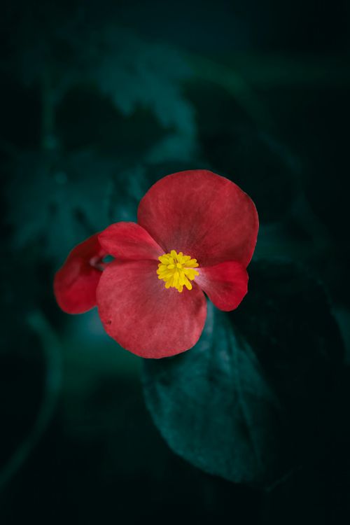 Free Close-up of a vivid red begonia flower with yellow center on a dark leafy background. Stock Photo