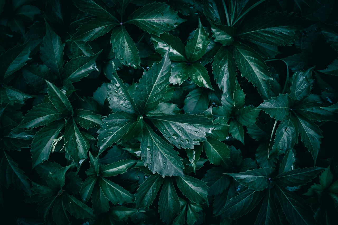 close up of green leaves with water droplets in natural lighting showc