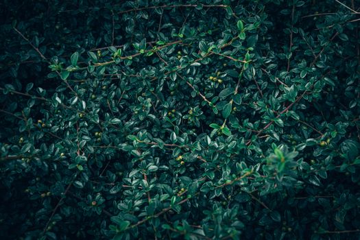 Detailed close-up of a green Cotoneaster bush, showcasing lush foliage and texture.