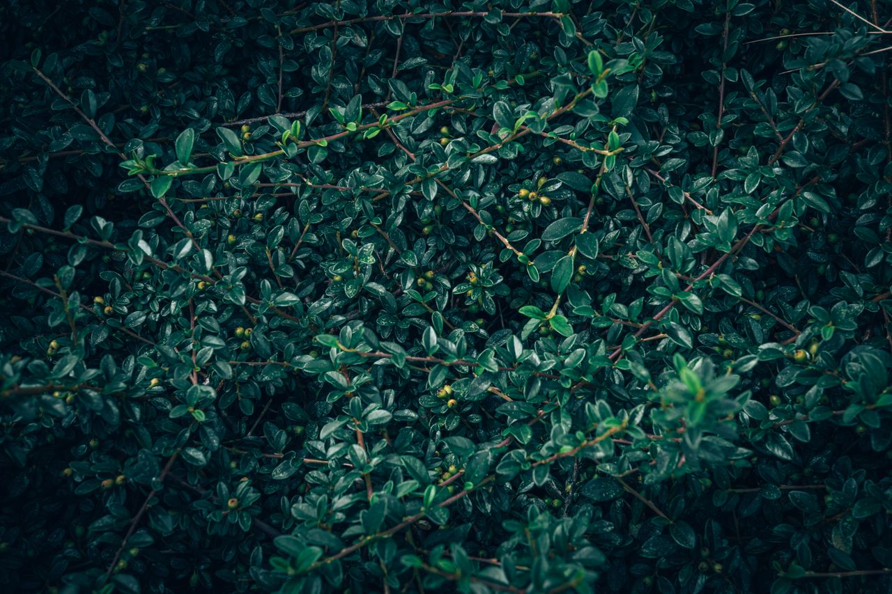 detailed close up of a green cotoneaster bush showcasing lush foliage