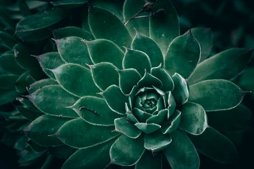 Free A detailed close-up of a vibrant green succulent plant highlighting its intricate leaf patterns. Stock Photo