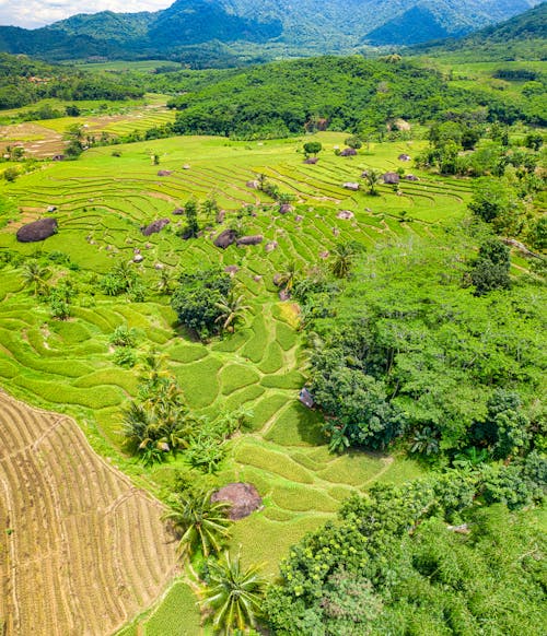 Základová fotografie zdarma na téma denní světlo, flóra, fotografie z dronu