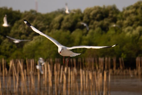動物攝影, 海鳥, 翅膀 的 免费素材图片