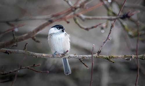 A small bird perched on a branch in the rain