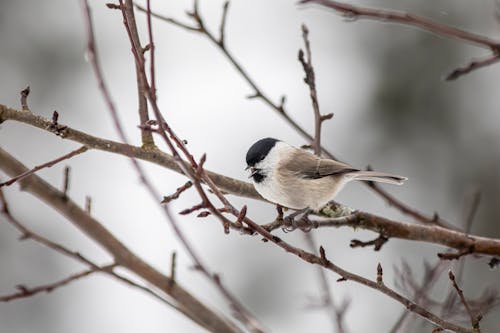 A bird perched on a branch in the snow