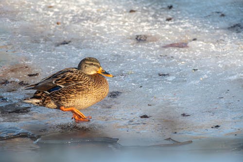 A duck walking on ice