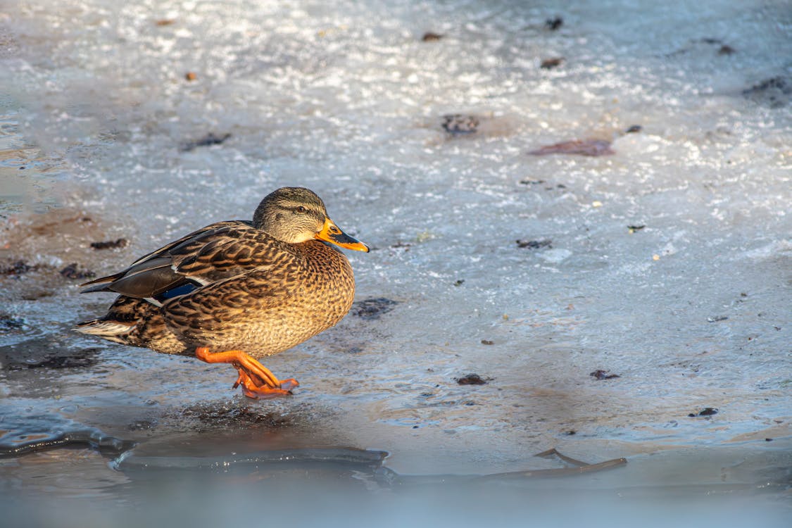 A duck walking on ice