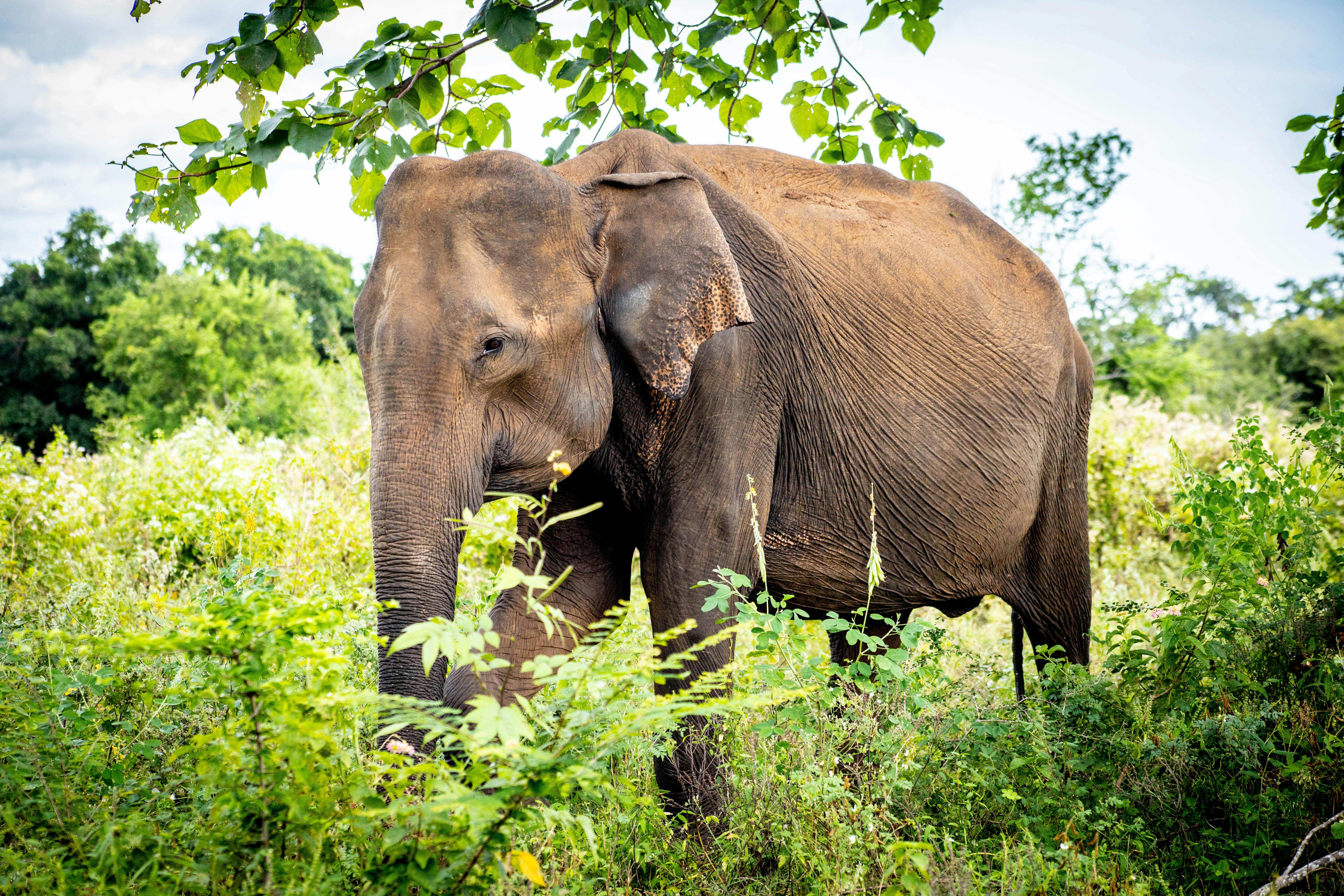 Photo by Ralfs ลฝฤซgurs: https://www.pexels.com/photo/an-elephant-in-the-wild-20321536/