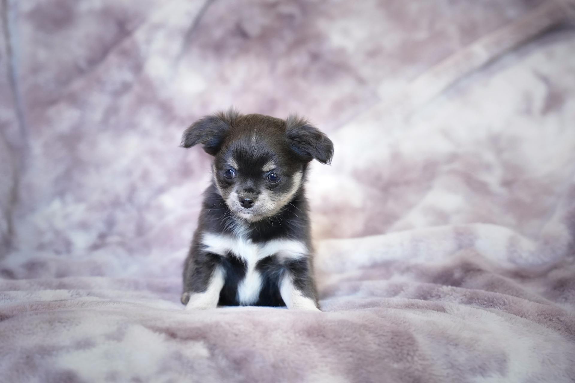 A Puppy Sitting Down