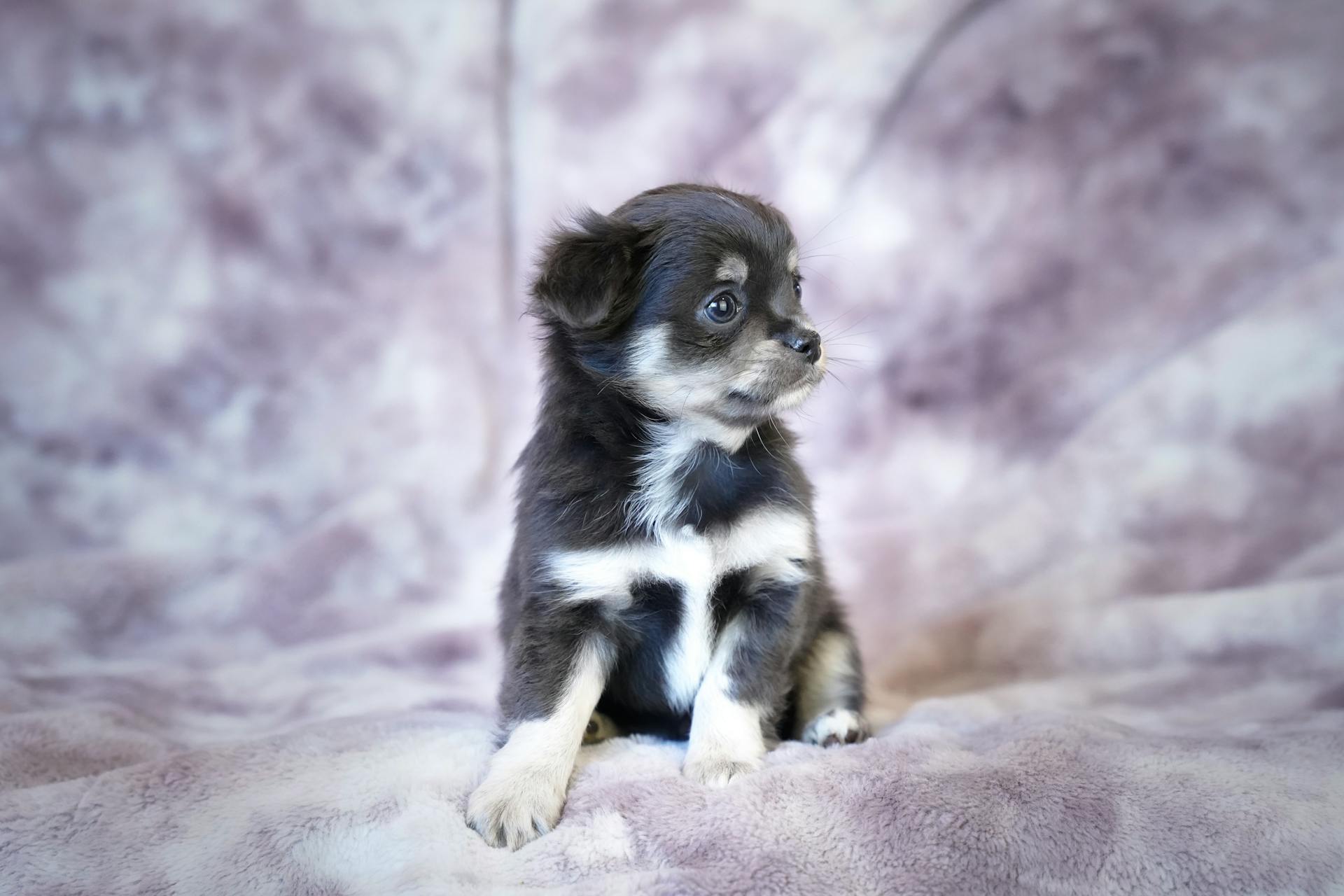 Studio Shot of a Chihuahua Puppy