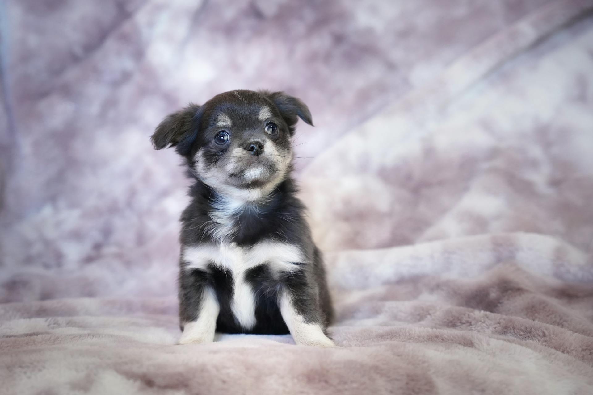 Studio Shot of a Chihuahua Puppy