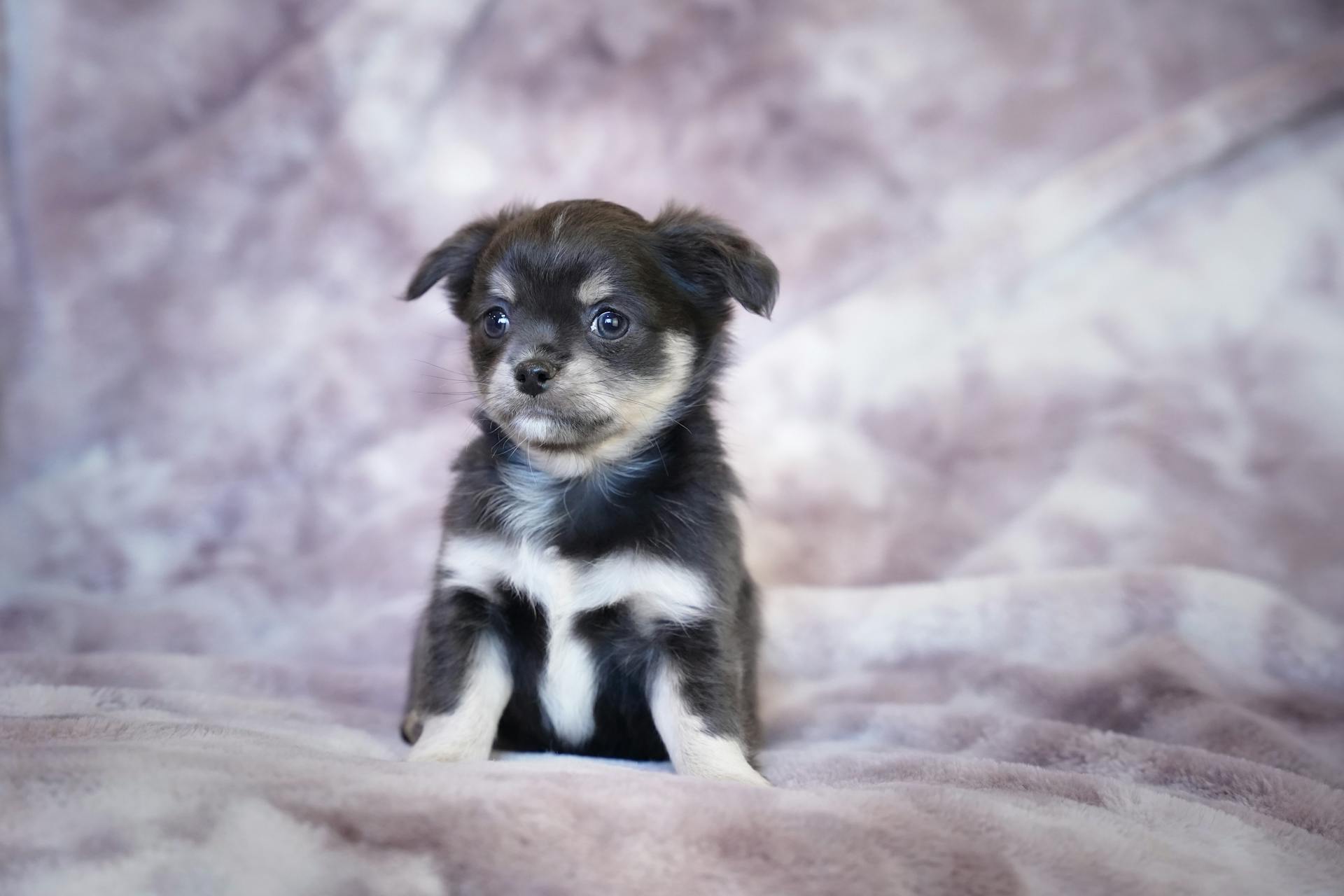 A Puppy Sitting Down