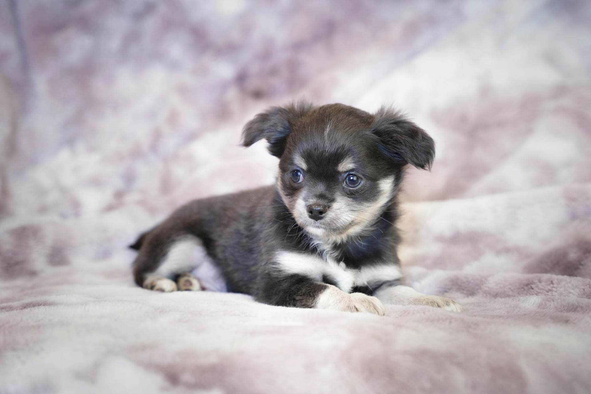 Puppy Lying Down