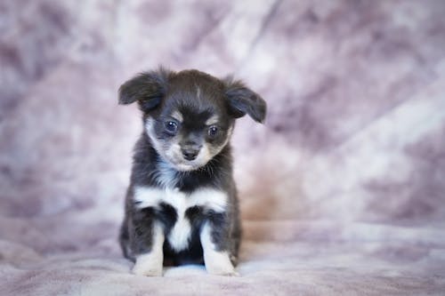 Безкоштовне стокове фото на тему «домашній, коричневе і біле хутро, маленька собака»