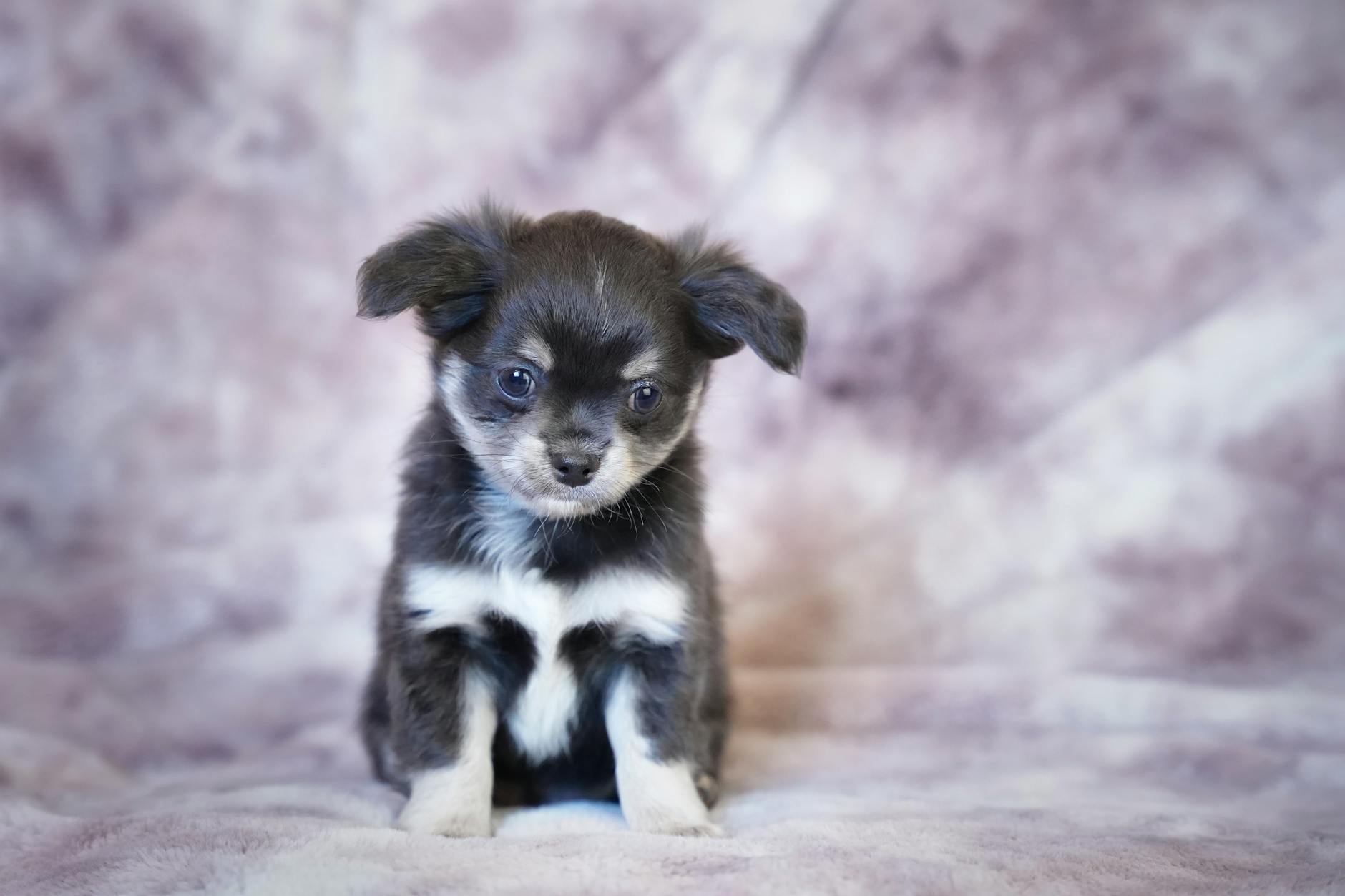 Chi Apso black and white Chihuahua puppy
