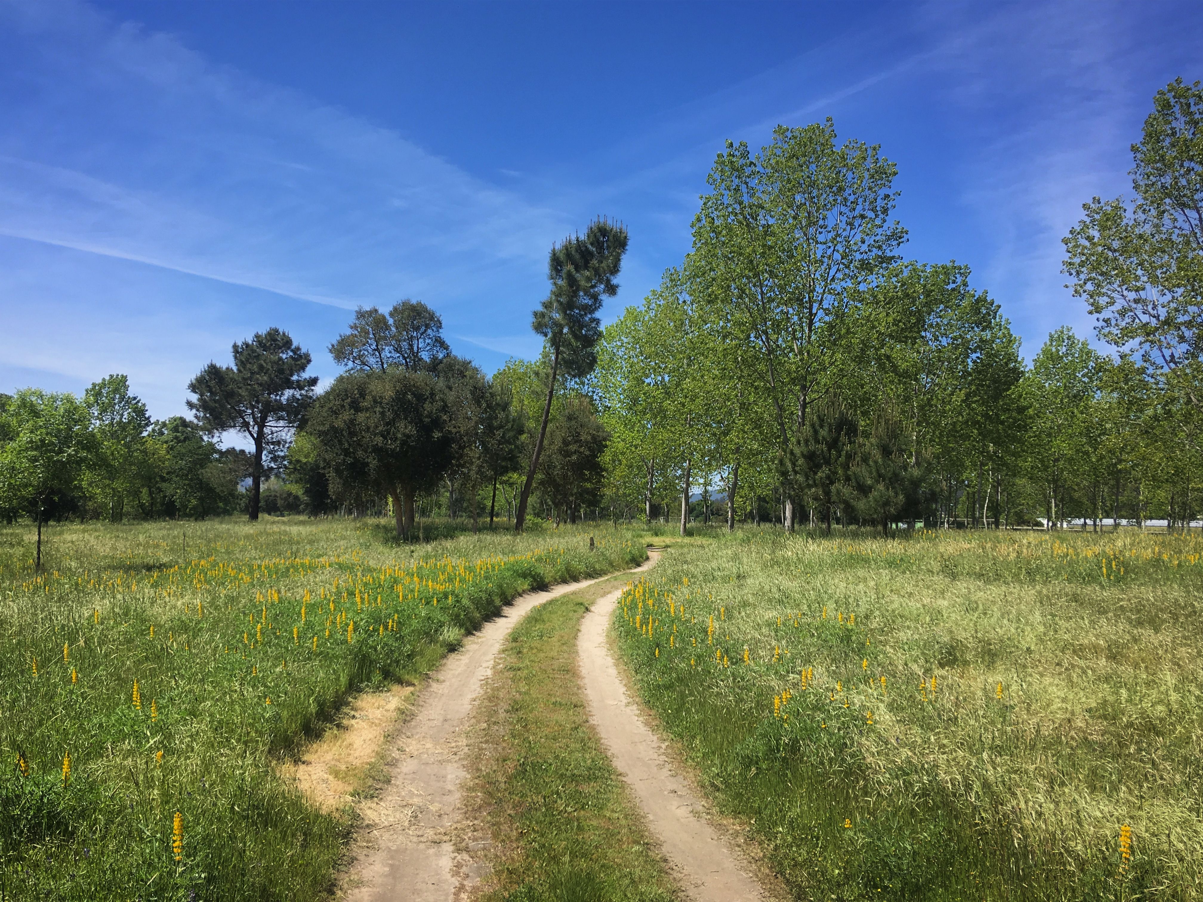 Serene view of a dirt road winding through lush fields and trees in O Río, Spain.