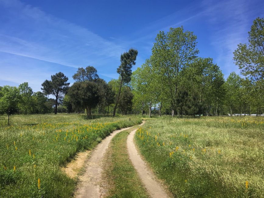Serene view of a dirt road winding through lush fields and trees in O Río, Spain.