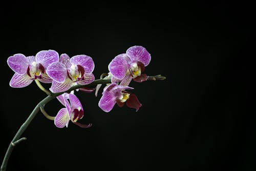 Kostenloses Stock Foto zu blühen, blume, blüte