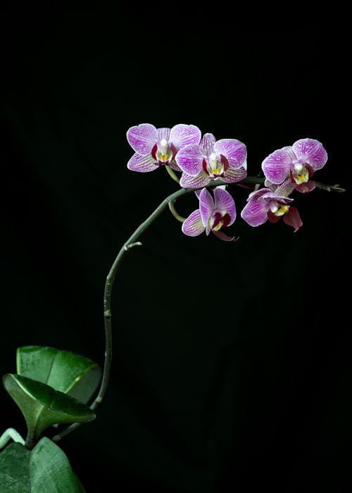 Close-up of a Purple Orchid on Black Background