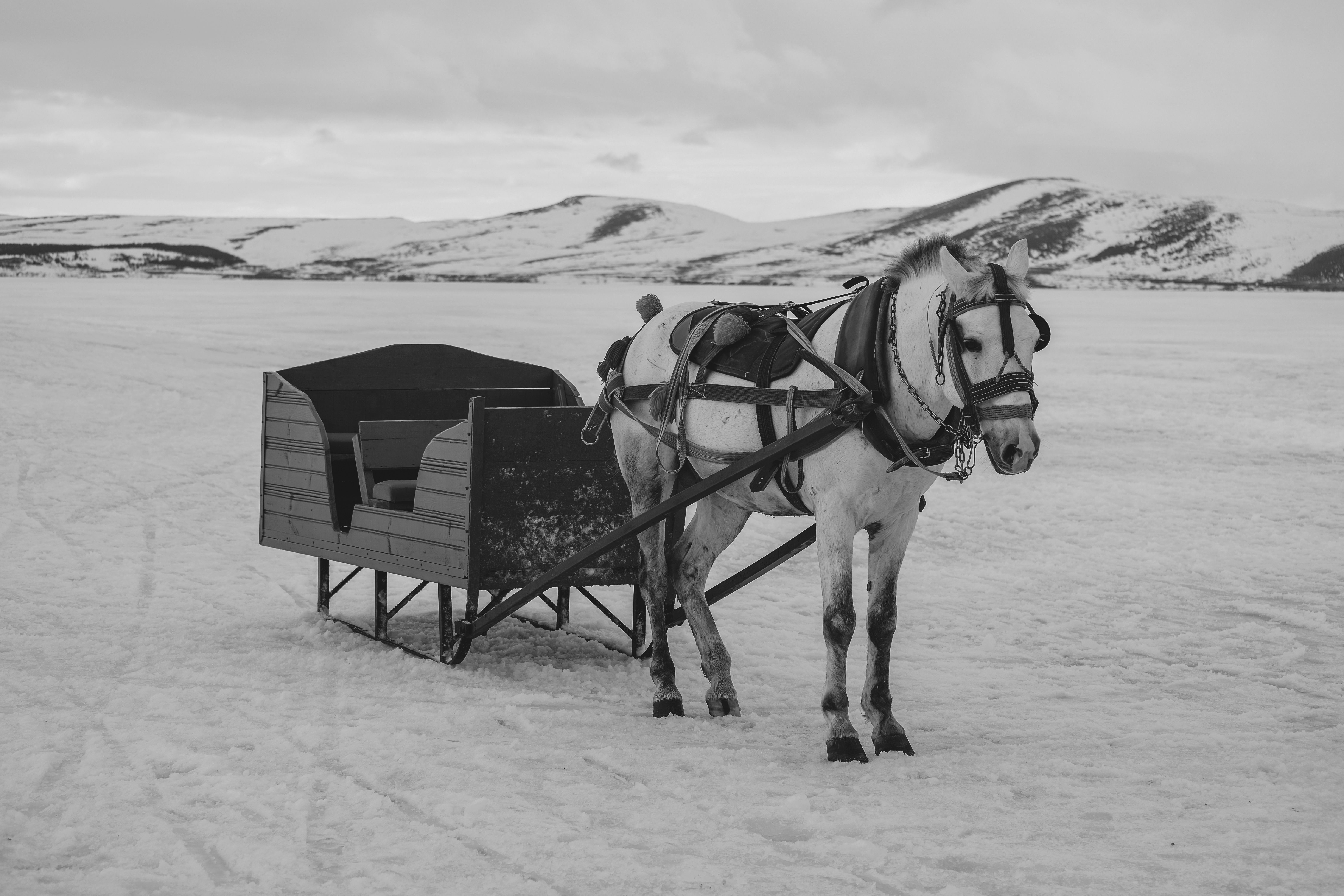 Horse Sleigh in Winter · Free Stock Photo