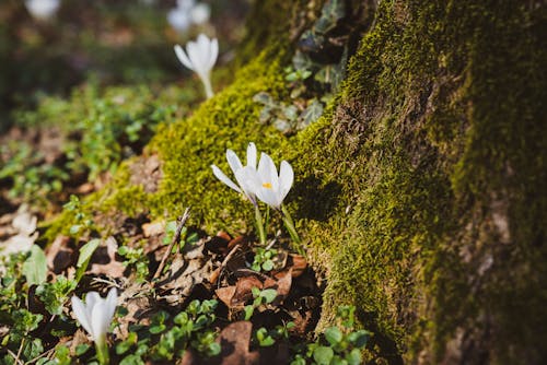Základová fotografie zdarma na téma jaro, krokus, květiny