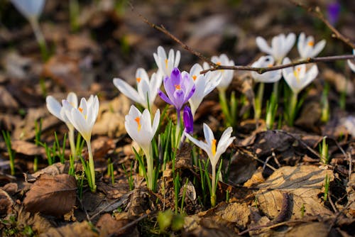 White Crocus Flowers in Spring