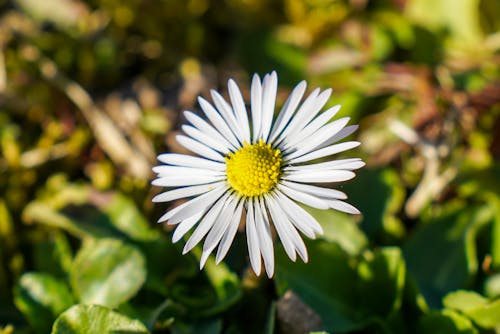 Imagine de stoc gratuită din alb, centrale, floare