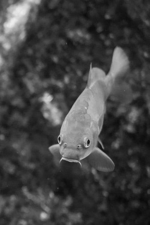 A black and white photo of a fish