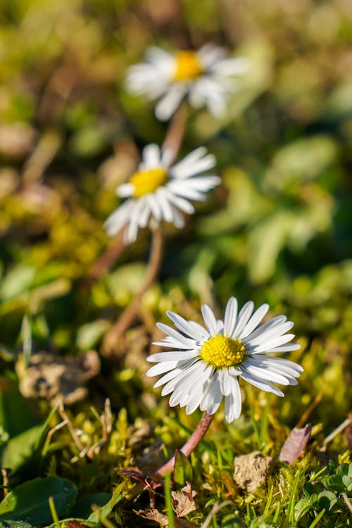 White Chamomile Flowers