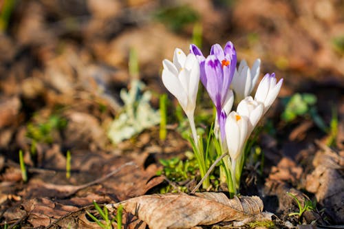 Crocus flowers in the spring