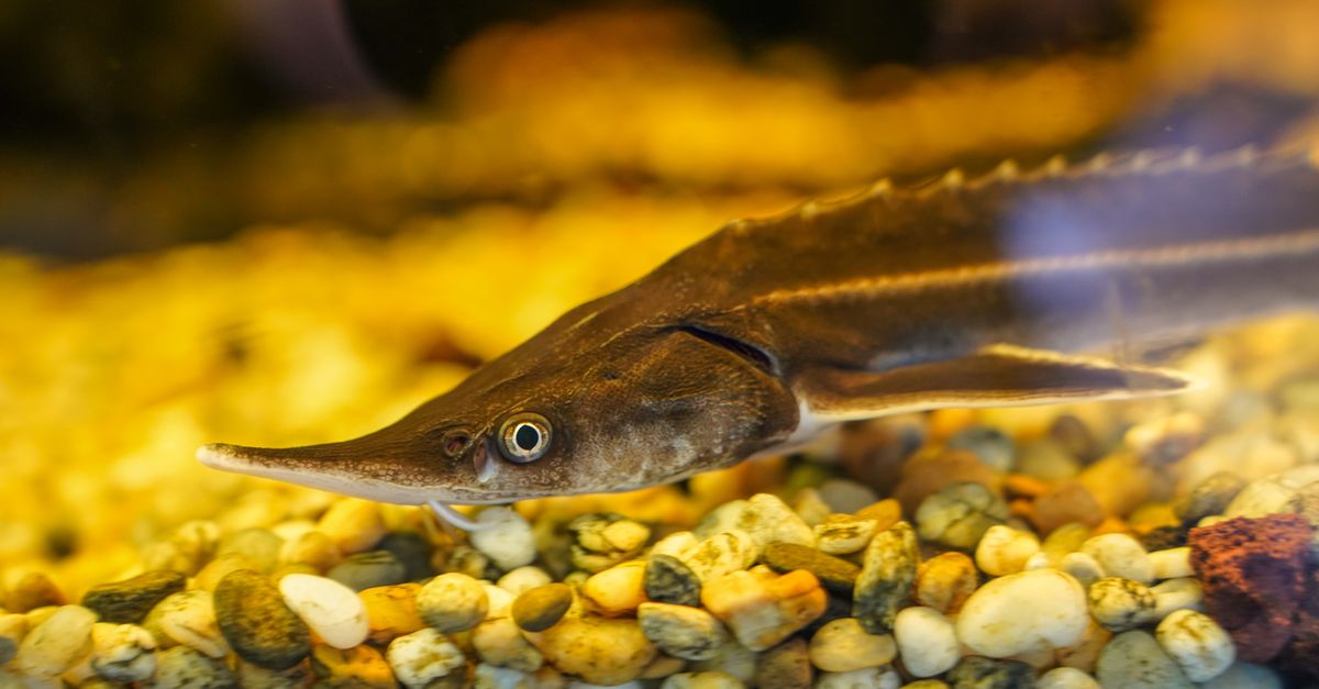Les 10 poissons les plus menacés au monde