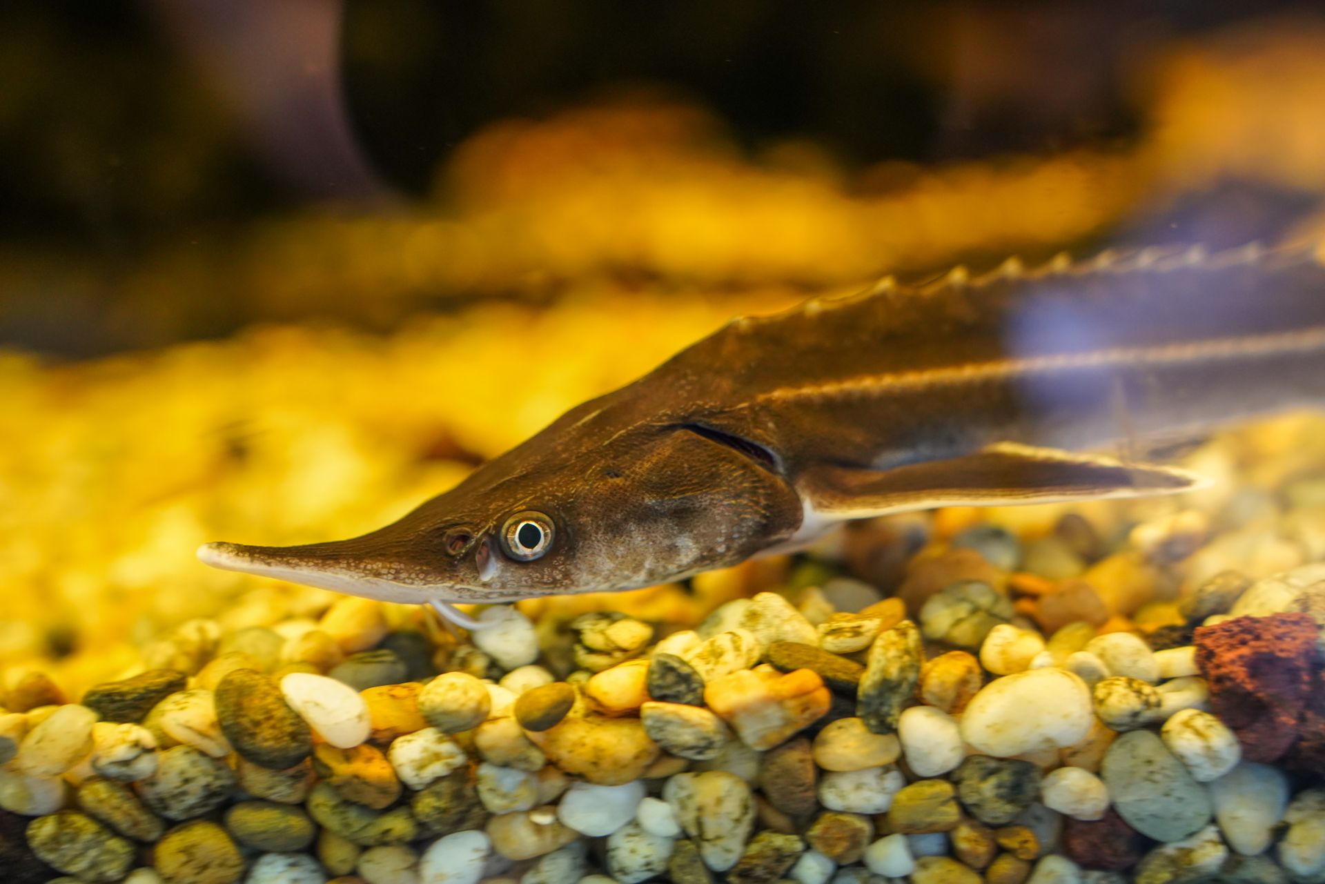 Fish in Aquarium