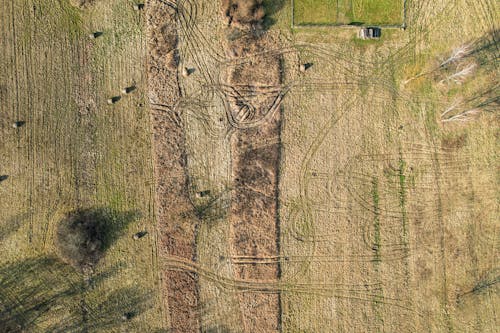 An aerial view of a field with a large tree