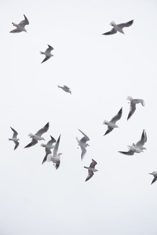 A flock of seagulls flying in the air